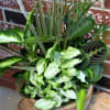 Assorted green houseplants arranged in a decorative shallow bowl planter