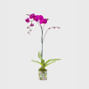 Purple Single Orchid
