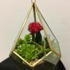 Succulent arrangement with various succulants.