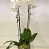Cascade white orchids silver vase.