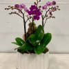 Mini purple shades of orchids, manzanita tree, and white vase.
