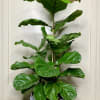 Fig plant.
