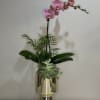 Natural plants and orchid 
