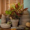 Potted croton plant with multicolored leaves in a beige container