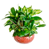 Dish garden filled with a variety of green plants in a tin