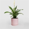 Florist choice: a smaller plant in colorful ceramic planters can make a