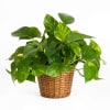 Potted pothos plant in a woven basket