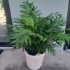 Potted green palm plant in a white woven basket