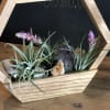 Air plants in a wooden geometric planter with decorative stones