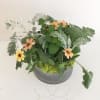 Small potted arrangement with peach and yellow daisy-like flowers