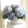 Blue hydrangea arrangement in a white pot