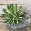 Variegated succulent in a stone planter with gray moss
