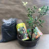 Potted holly plant with variegated leaves beside a bag of potting soil