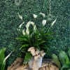 White calla lilies in a white basket with a burlap bow
