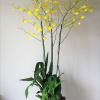 Tall potted orchid arrangement with yellow blooms in a white planter