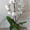 White orchid plant in a dark round pot with long green leaves