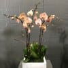 Peach orchids in a white square planter