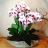 Potted orchid arrangement with pink and white blooms in a shallow stone bowl