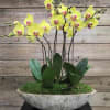 Yellow orchids in a shallow stone planter with moss