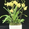 Yellow orchids in a white square planter with moss