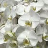 Cluster of white orchid blooms with pale yellow centers