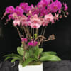 Pink orchid arrangement in a white square planter