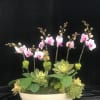 Pink orchid stems and succulents in a white bowl planter