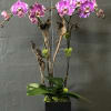 Pink-purple orchids in a black square planter with moss accents