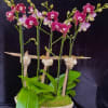 Potted orchids with pink and white blooms in a textured white bowl