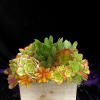 Succulent arrangement in a wooden box with green and orange rosettes