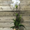 White orchid arrangement in a gold pot with branches and greenery