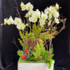 White orchids in a rectangular planter with pinecones and red berries
