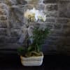 White orchid plant in a stone planter with a sheer ribbon