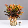 Colorful croton plant in a woven basket with a ribbon bow