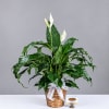 Potted peace lily in a woven basket with a white ribbon