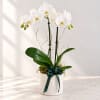 White orchid plant in a decorative pot with a dark ribbon bow