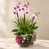 Orchid and succulent arrangement in a glass bowl with a pink ribbon