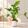 Potted green houseplant in a white ribbed pot with a peach ribbon