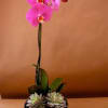 Pink orchid in a bowl planter with two succulents