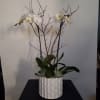 White orchid plant in a textured white pot