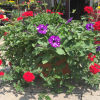 Potted flowering plant with purple and red blooms