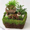 Feri  dishes garden