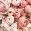 Close-up bouquet of pale pink ranunculus flowers