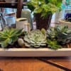 A beautiful collection of succulents both large and small arranged with tiny