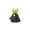 Don't be fooled by his size, Eddie the baby crow will make