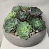 Round bowl planter filled with assorted succulents