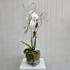 A Single Orchid Plant with Spanish Moss and Pebble Rocks in a