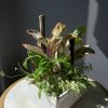 Potted tropical plant arrangement in a white square container