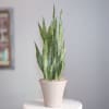 Make a long lasting - easy care - statement with this lovely