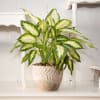 Potted variegated green houseplant in a decorative ceramic pot